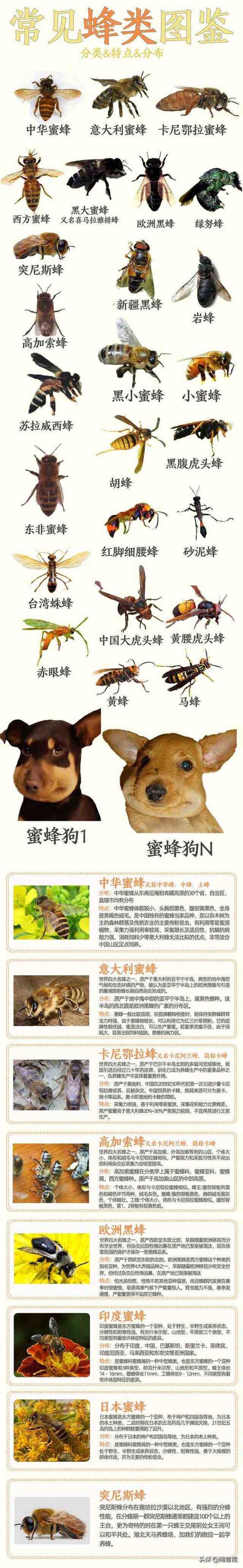 少养好养的蜜蜂数量少的品种有哪些？-第3张图片-宁夏农业信息网