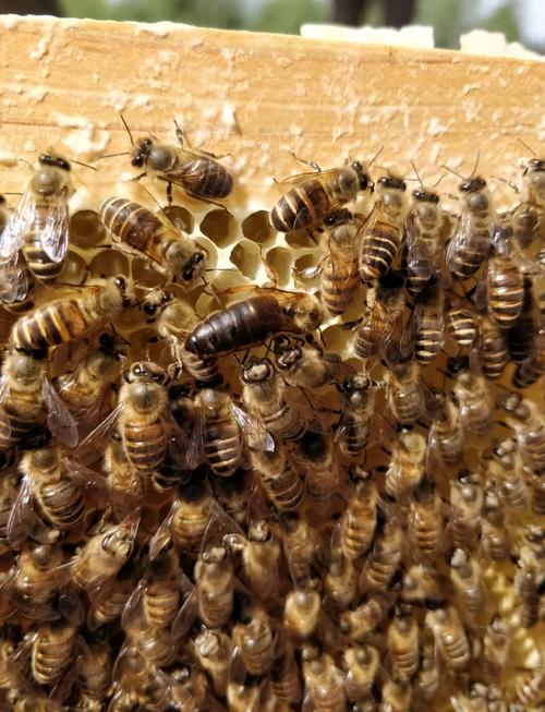 少养好养的蜜蜂数量少的品种有哪些？-第1张图片-宁夏农业信息网