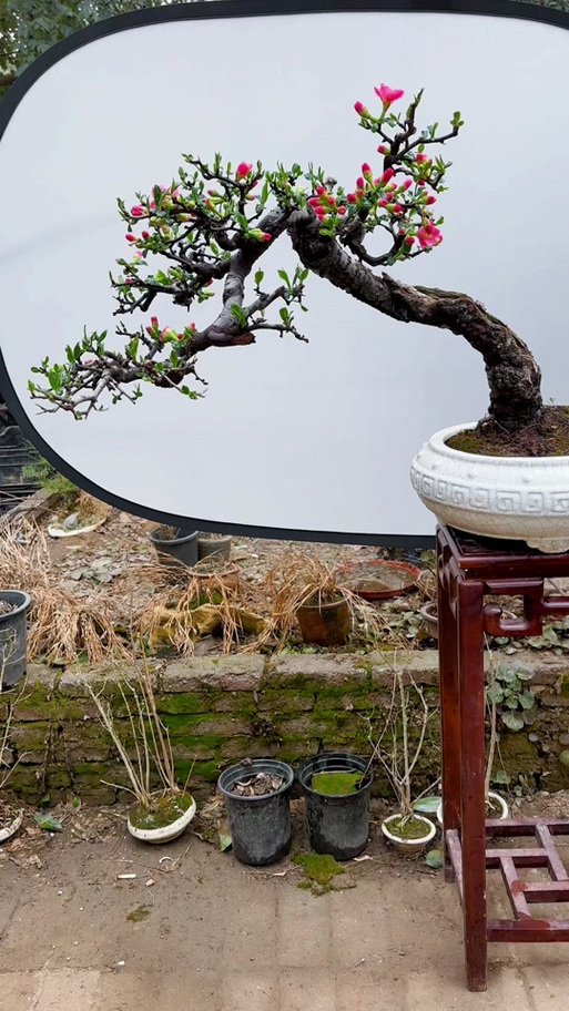 贴梗海棠盆景怎么制作？-第1张图片-宁夏农业信息网