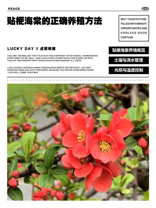 贴梗海棠盆景怎么制作？-第2张图片-宁夏农业信息网