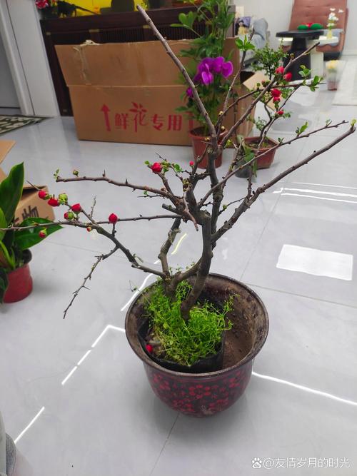 贴梗海棠盆景怎么制作？-第3张图片-宁夏农业信息网