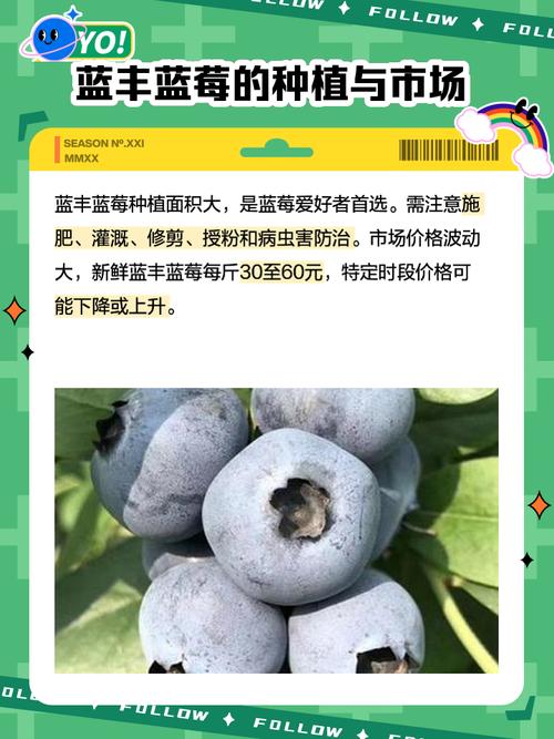 CCTⅦ农广天地，哪种蓝莓品种最值得种？-第2张图片-宁夏农业信息网