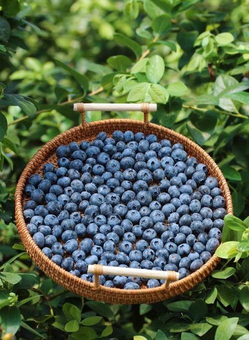 CCTⅦ农广天地，哪种蓝莓品种最值得种？-第1张图片-宁夏农业信息网