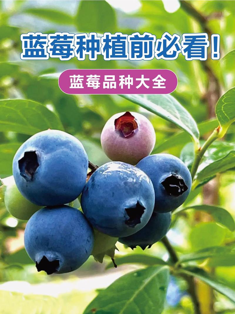 CCTⅦ农广天地，哪种蓝莓品种最值得种？-第3张图片-宁夏农业信息网