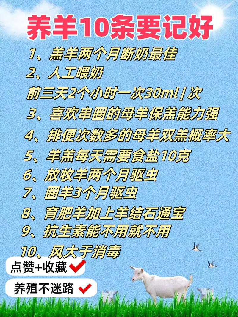 科学养羊，圈内如何高效管理？-第1张图片-宁夏农业信息网