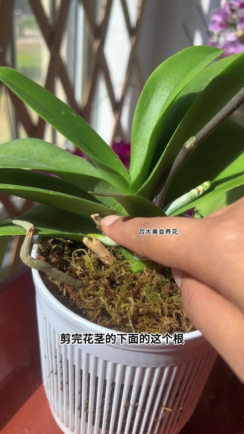 蝴蝶兰掉花苞了，怎么补救才能救活？-第2张图片-宁夏农业信息网