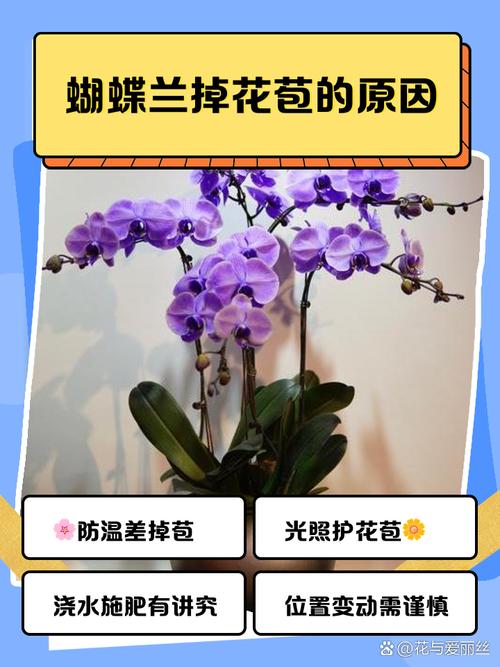 蝴蝶兰掉花苞了，怎么补救才能救活？-第3张图片-宁夏农业信息网