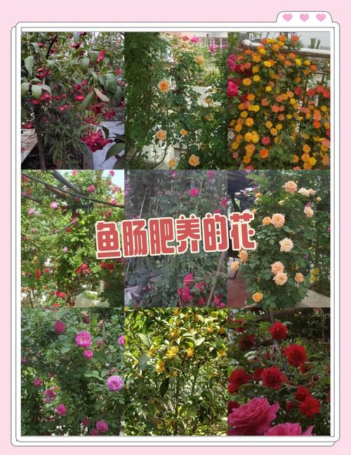 水产养殖有机肥怎么制作才高效？-第1张图片-宁夏农业信息网