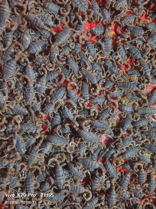 河北蝎子品种是什么？-第1张图片-宁夏农业信息网