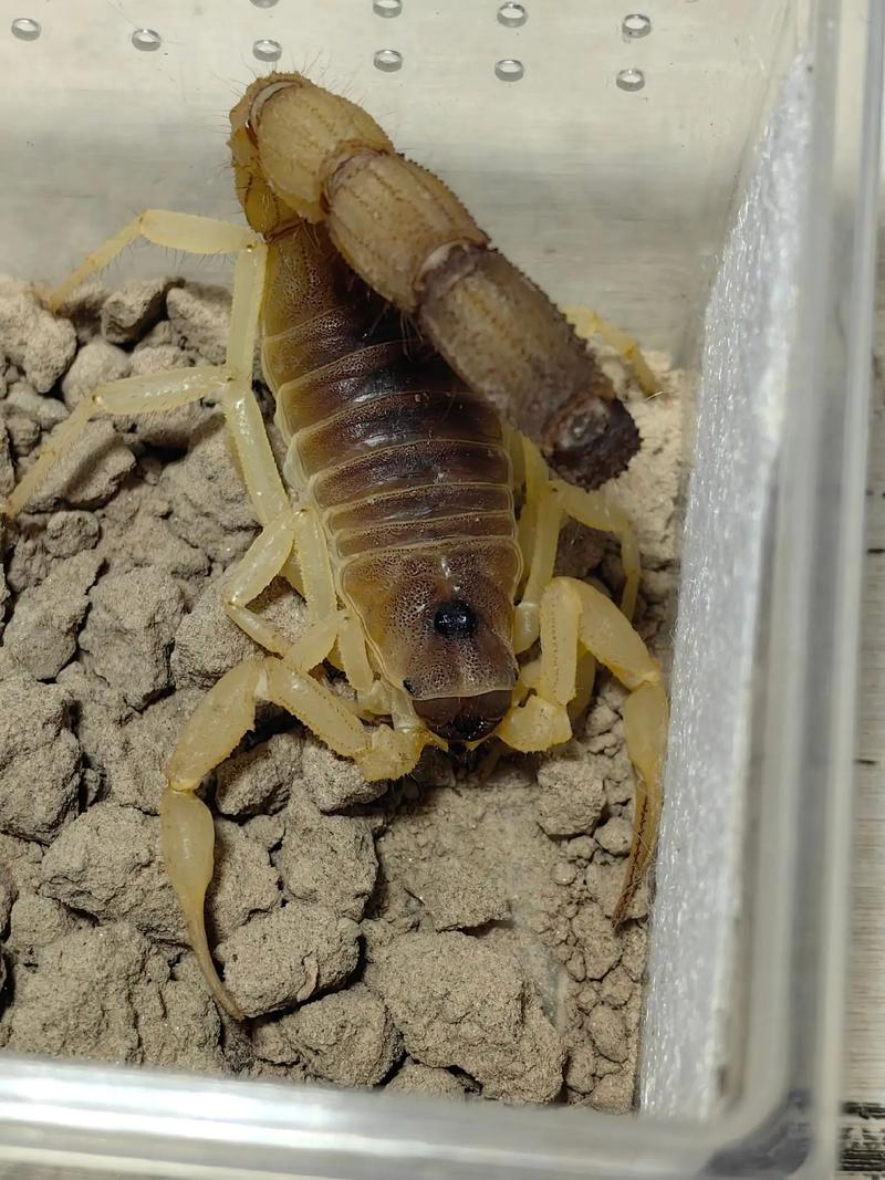 河北蝎子品种是什么？-第3张图片-宁夏农业信息网