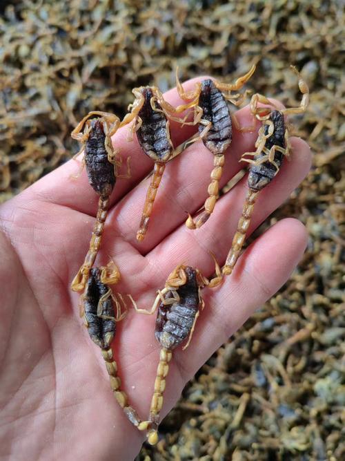 河北蝎子品种是什么？-第2张图片-宁夏农业信息网