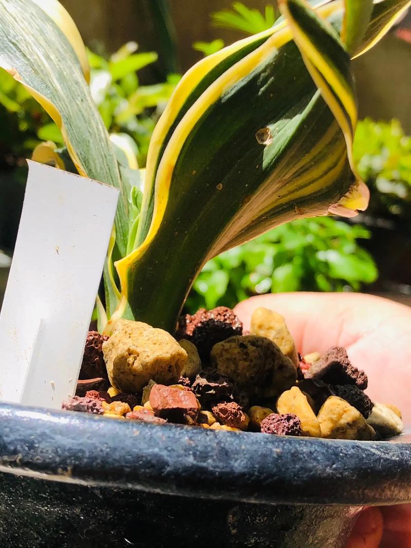 万年青哪个品种最好养活?-第1张图片-宁夏农业信息网 万年青哪个品种最好养活?-第1张图片-宁夏农业信息网