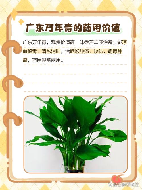 万年青哪个品种最好养活？-第3张图片-宁夏农业信息网
