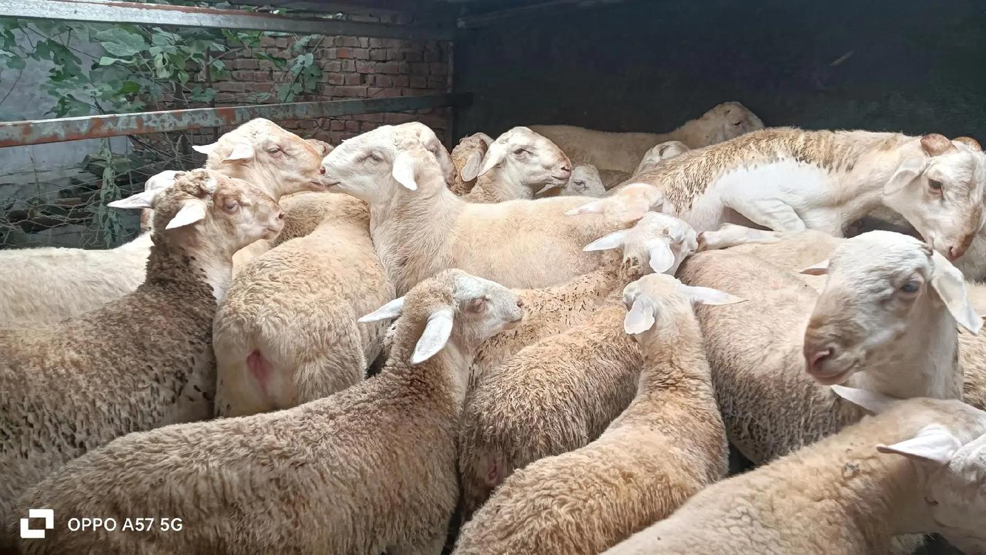品种纯的羊下羔成活率低吗？-第2张图片-宁夏农业信息网