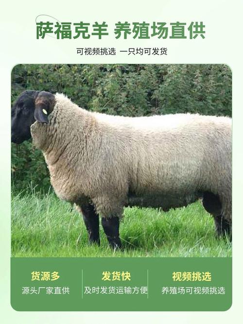 品种纯的羊下羔成活率低吗？-第3张图片-宁夏农业信息网