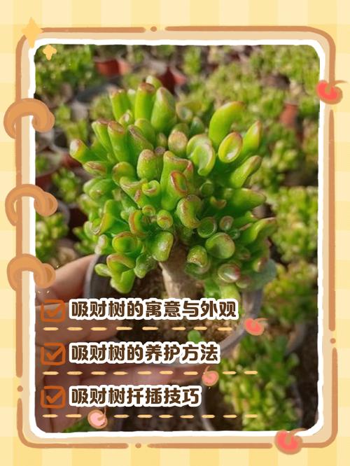 吸财树怎么养才爆盆？-第2张图片-宁夏农业信息网