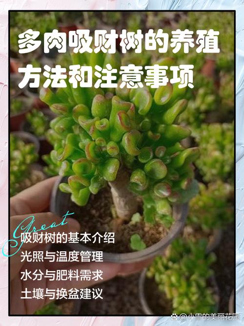 吸财树怎么养才爆盆？-第1张图片-宁夏农业信息网