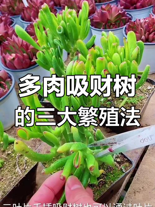 吸财树怎么养才爆盆？-第3张图片-宁夏农业信息网