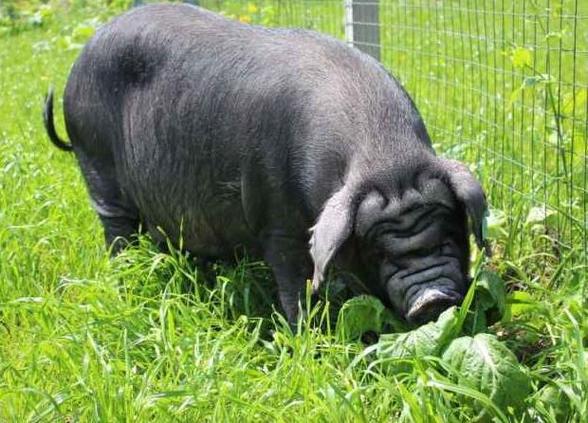 四川有哪些独特的地方猪品种?-第1张图片-宁夏农业信息网 四川有哪些独特的地方猪品种?-第1张图片-宁夏农业信息网