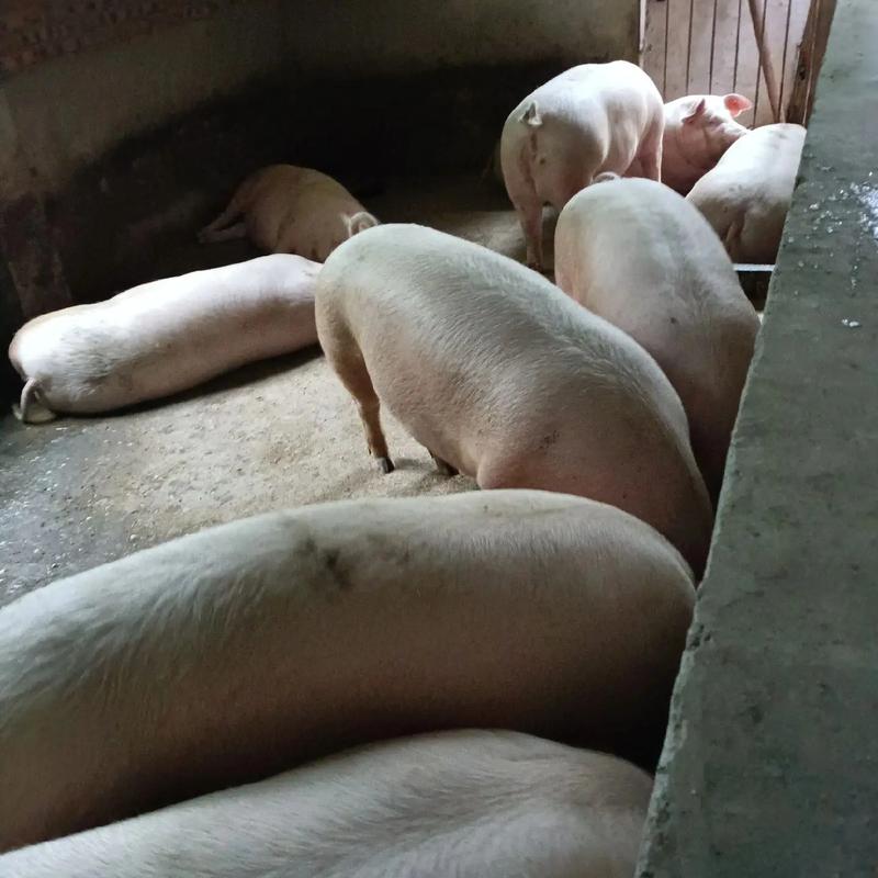 四川有哪些独特的地方猪品种?-第3张图片-宁夏农业信息网 四川有哪些独特的地方猪品种?-第3张图片-宁夏农业信息网