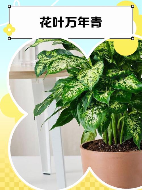 叶子像万年青的花的品种-第2张图片-宁夏农业信息网