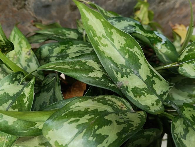 叶子像万年青的花的品种-第3张图片-宁夏农业信息网