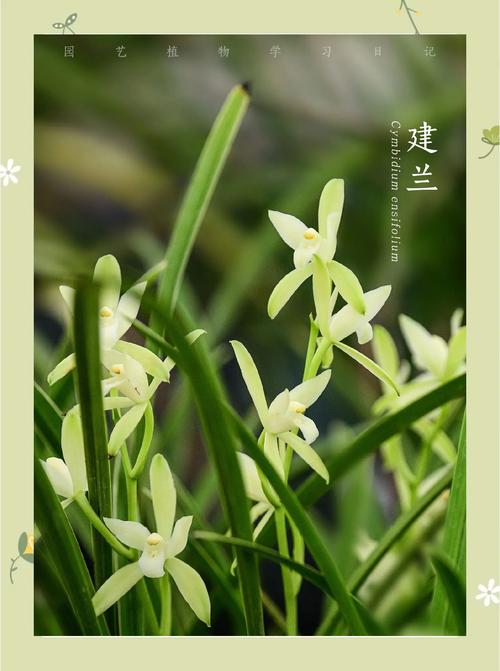 建兰与剑兰是同种兰花吗?-第1张图片-宁夏农业信息网 建兰与剑兰是同种兰花吗?-第1张图片-宁夏农业信息网