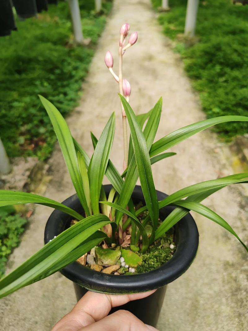 建兰与剑兰是同种兰花吗?-第3张图片-宁夏农业信息网 建兰与剑兰是同种兰花吗?-第3张图片-宁夏农业信息网