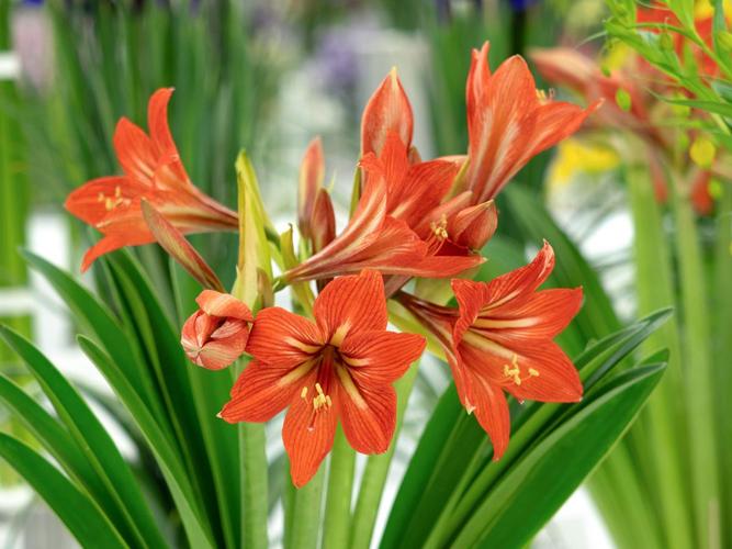 建兰与剑兰是同种兰花吗?-第2张图片-宁夏农业信息网 建兰与剑兰是同种兰花吗?-第2张图片-宁夏农业信息网