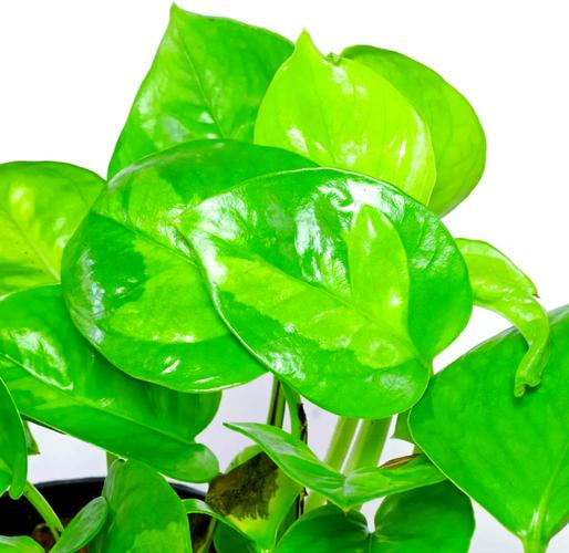 绿宝石是绿萝的品种吗?-第3张图片-宁夏农业信息网 绿宝石是绿萝的品种吗?-第3张图片-宁夏农业信息网