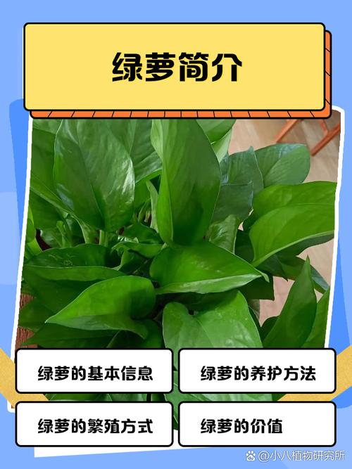 绿宝石是绿萝的品种吗?-第1张图片-宁夏农业信息网 绿宝石是绿萝的品种吗?-第1张图片-宁夏农业信息网