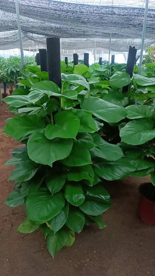 绿宝石是绿萝的品种吗?-第2张图片-宁夏农业信息网 绿宝石是绿萝的品种吗?-第2张图片-宁夏农业信息网