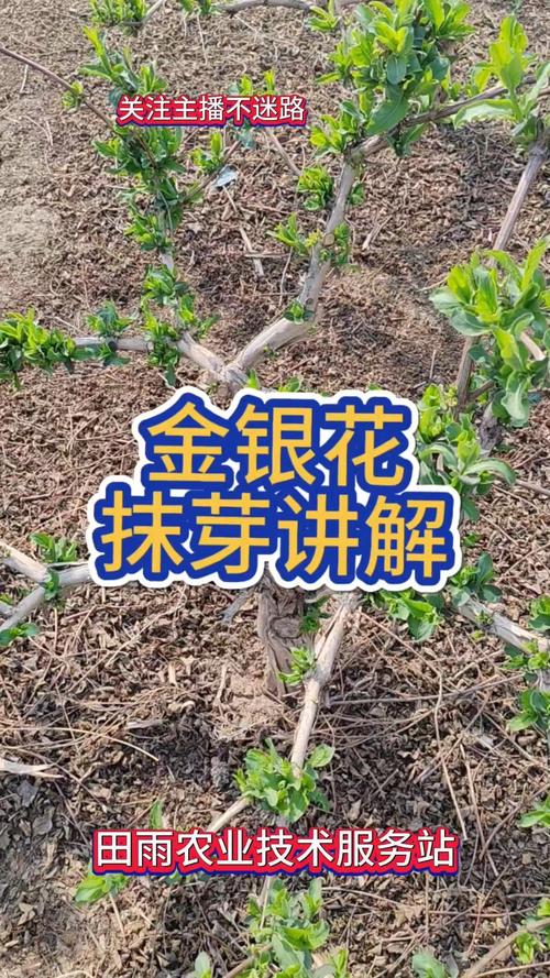 金银花何时剪？怎么剪才高产？-第1张图片-宁夏农业信息网