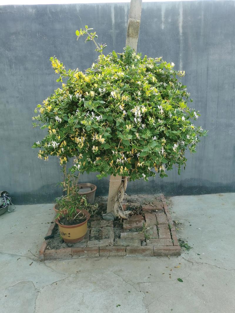 金银花何时剪？怎么剪才高产？-第3张图片-宁夏农业信息网