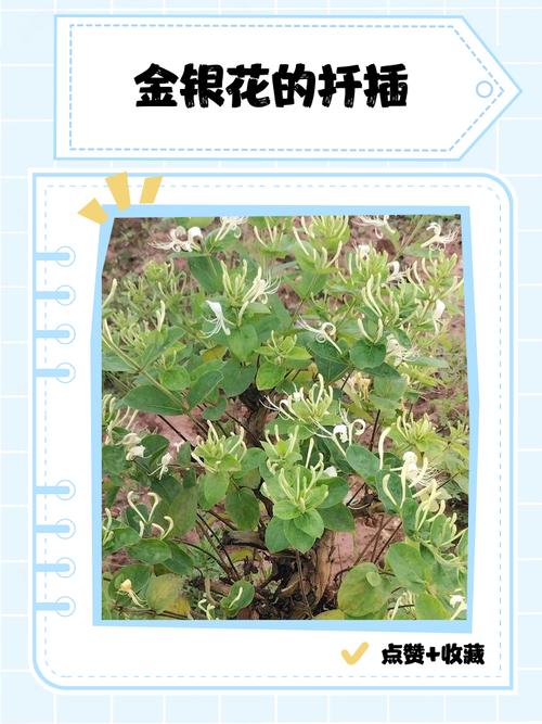 金银花何时剪？怎么剪才高产？-第2张图片-宁夏农业信息网