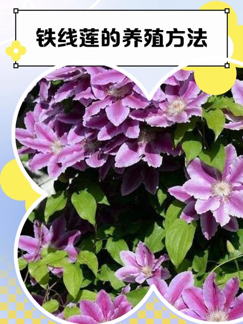 海妈铁线莲怎么养?关键技巧有哪些?-第1张图片-宁夏农业信息网 海妈铁线莲怎么养?关键技巧有哪些?-第1张图片-宁夏农业信息网