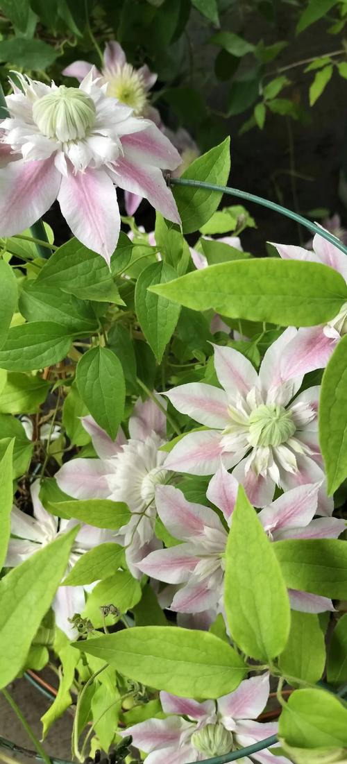 海妈铁线莲怎么养?关键技巧有哪些?-第2张图片-宁夏农业信息网 海妈铁线莲怎么养?关键技巧有哪些?-第2张图片-宁夏农业信息网