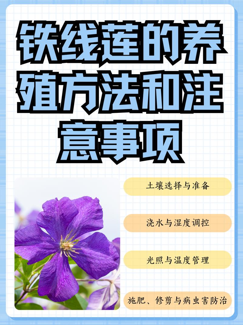 海妈铁线莲怎么养?关键技巧有哪些?-第3张图片-宁夏农业信息网 海妈铁线莲怎么养?关键技巧有哪些?-第3张图片-宁夏农业信息网