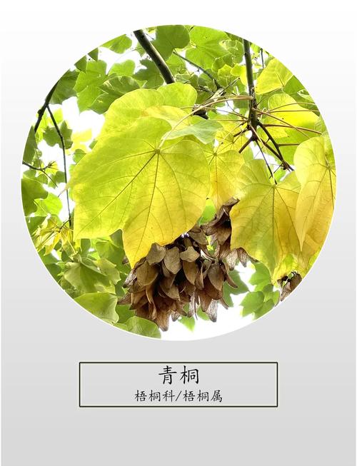 梧桐树怎么养？附图片方法详解-第1张图片-宁夏农业信息网