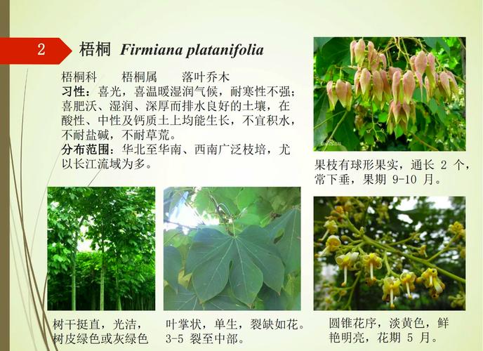 梧桐树怎么养？附图片方法详解-第3张图片-宁夏农业信息网