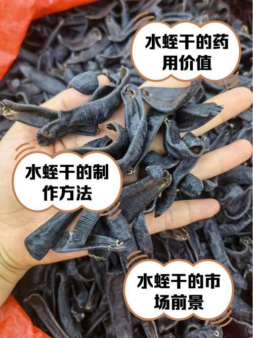 水蛭用开水烫后晒干方法-第2张图片-宁夏农业信息网