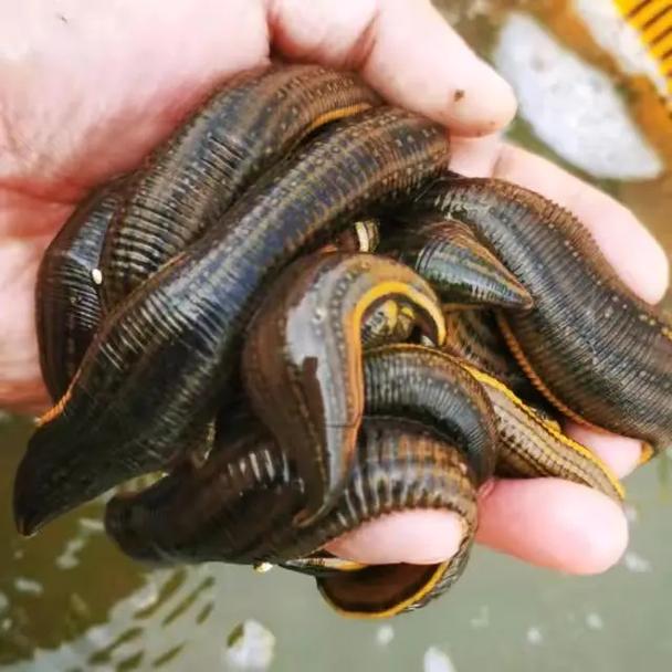 水蛭用开水烫后晒干方法-第3张图片-宁夏农业信息网 水蛭用开水烫后晒干方法-第3张图片-宁夏农业信息网