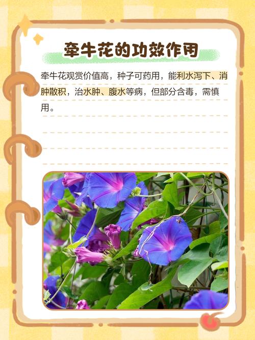 牵牛花如何培养出新品种-第2张图片-宁夏农业信息网