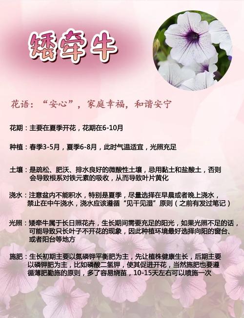 牵牛花如何培养出新品种-第3张图片-宁夏农业信息网