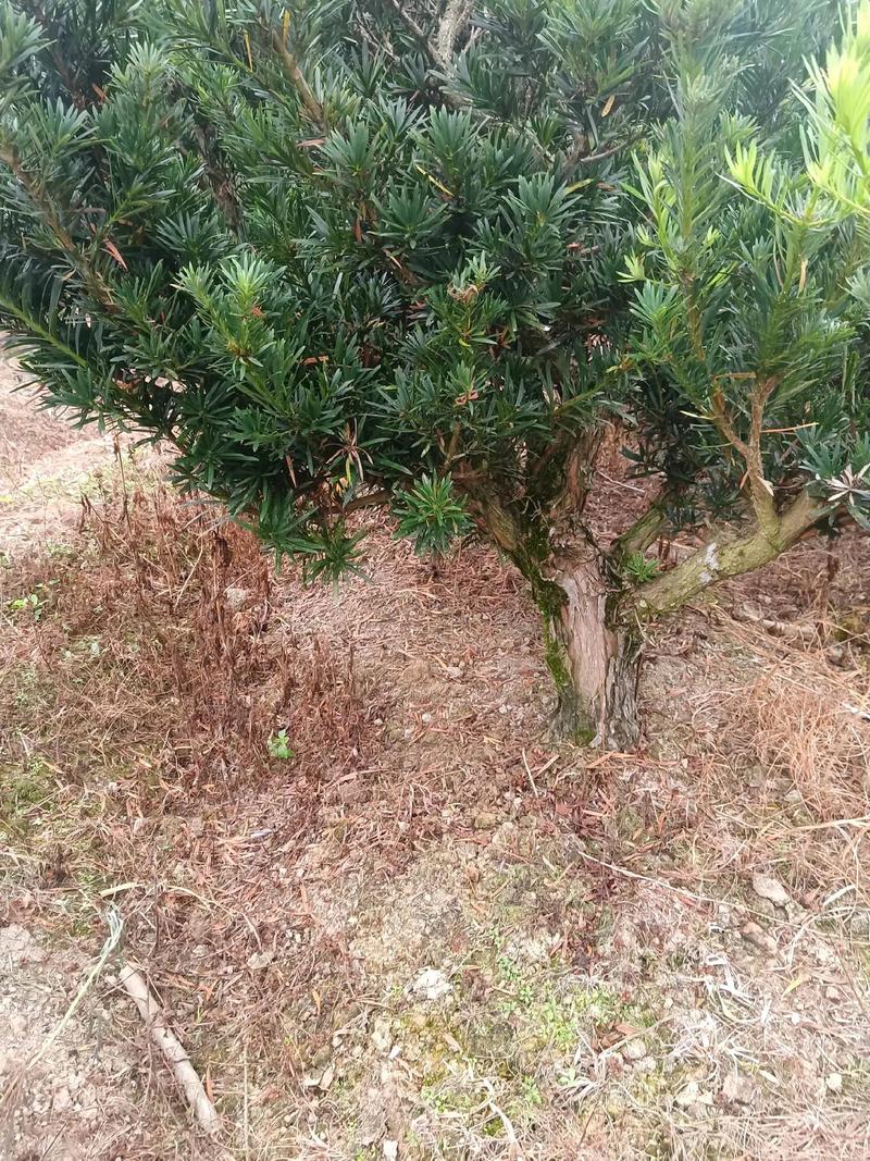 浙江雀舌罗汉松养护方法-第3张图片-宁夏农业信息网