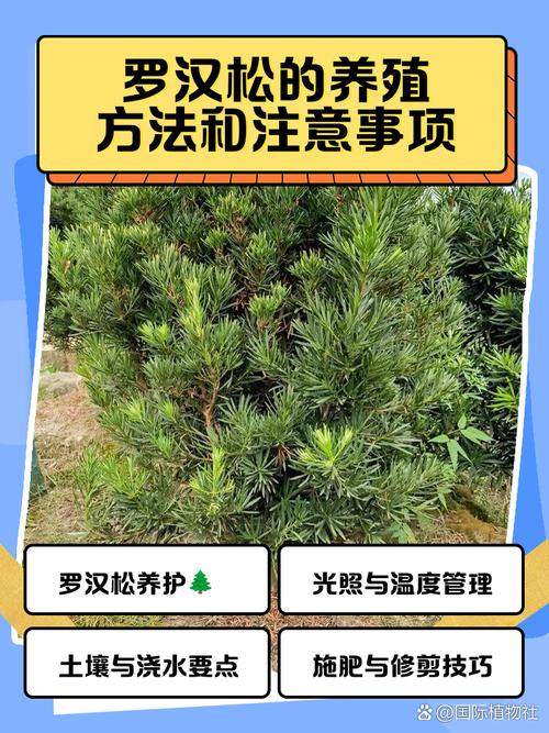 浙江雀舌罗汉松养护方法-第2张图片-宁夏农业信息网