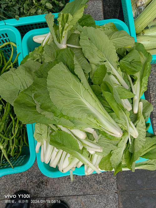 小白菜品种到底有多少？-第3张图片-宁夏农业信息网