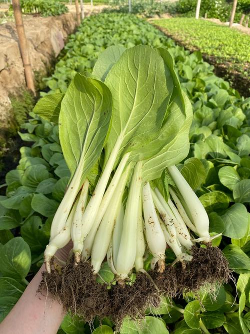 小白菜品种到底有多少?-第1张图片-宁夏农业信息网 小白菜品种到底有多少?-第1张图片-宁夏农业信息网