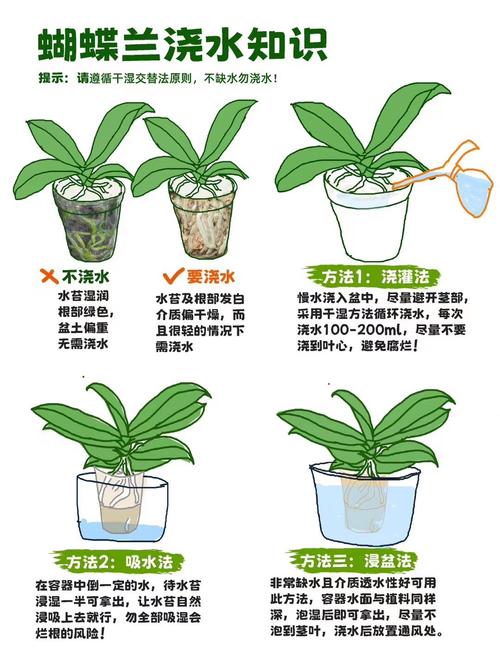 东北养蝴蝶兰,保暖和光照怎么兼顾?-第2张图片-宁夏农业信息网 东北养蝴蝶兰,保暖和光照怎么兼顾?-第2张图片-宁夏农业信息网