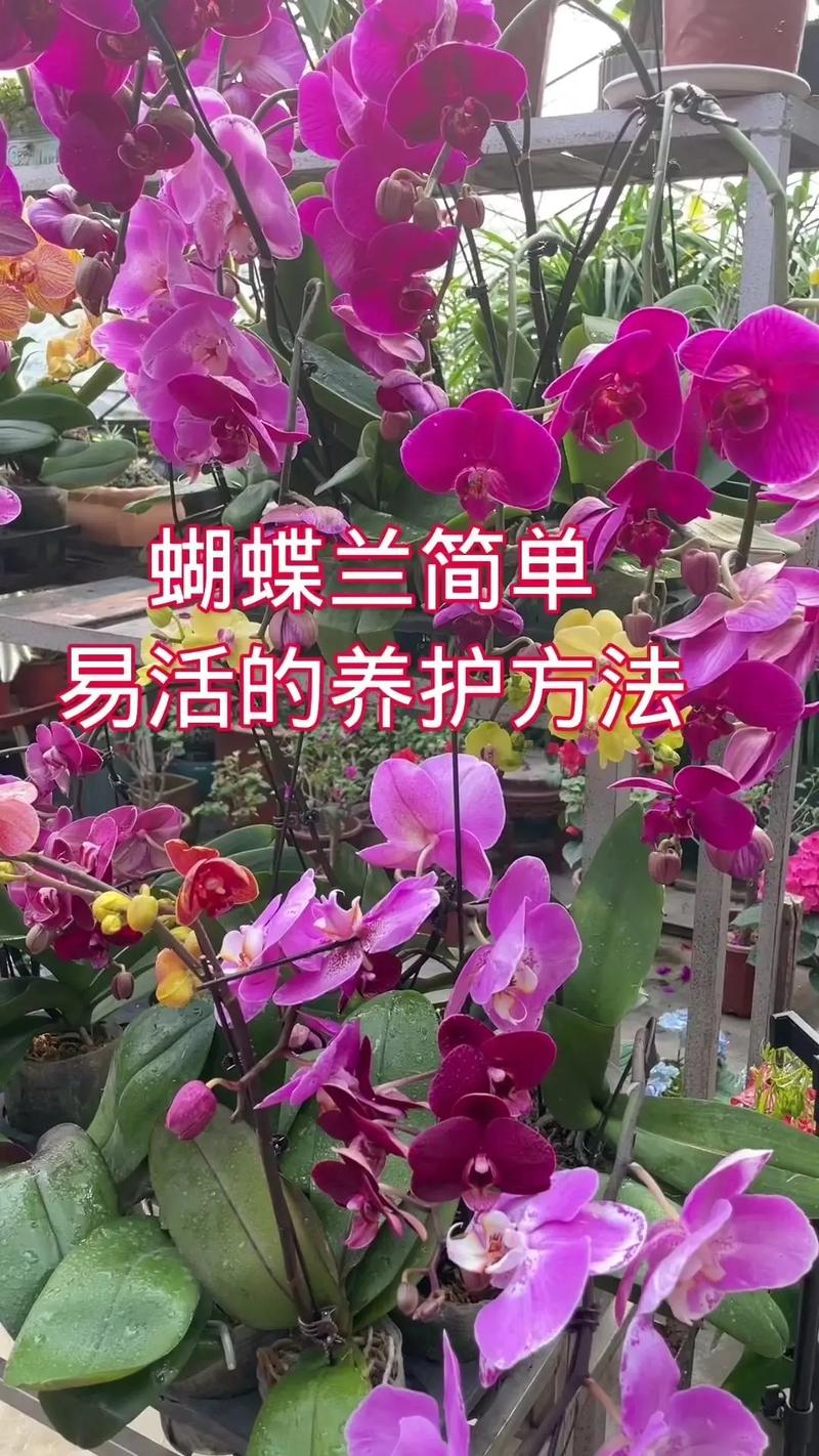 东北养蝴蝶兰,保暖和光照怎么兼顾?-第3张图片-宁夏农业信息网 东北养蝴蝶兰,保暖和光照怎么兼顾?-第3张图片-宁夏农业信息网